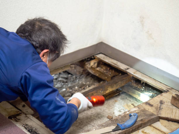 Best Black Mold Removal  in Monterey Park, CA