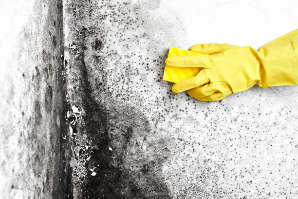 Certified Mold Removal in Monterey Park, CA