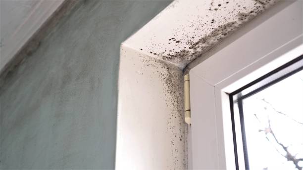 Best Commercial Mold Removal  in Monterey Park, CA