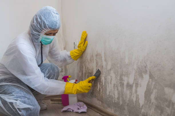 Monterey Park, CA Mold Removal Company