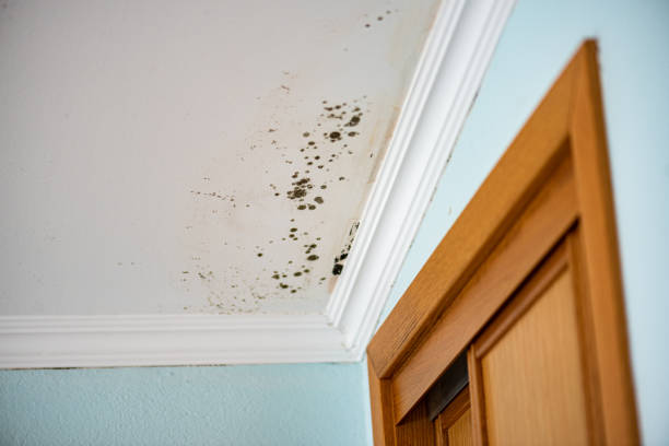 Best Mold Cleaning Services  in Monterey Park, CA