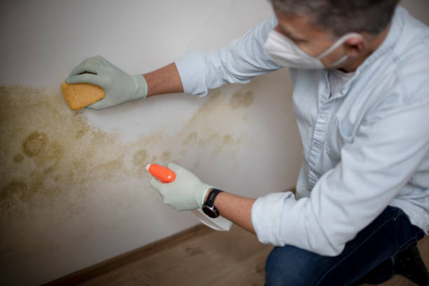 Best Toxic Mold Removal  in Monterey Park, CA