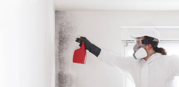 Best Mold Removal Process  in Monterey Park, CA