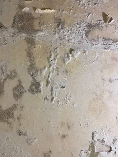 Best Mold Damage Repair  in Monterey Park, CA