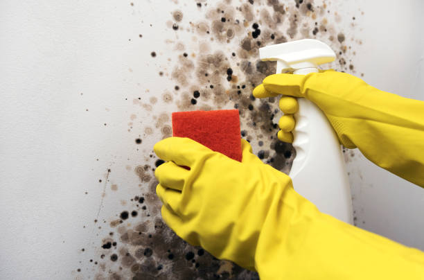 Best Residential Mold Removal  in Monterey Park, CA