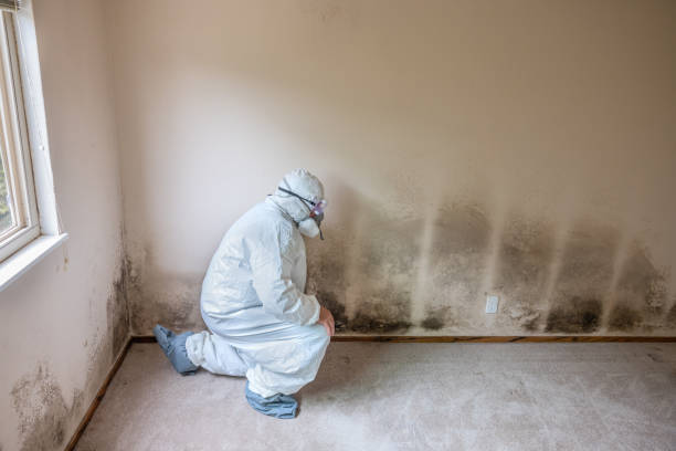 Mold Removal Process in Monterey Park, CA