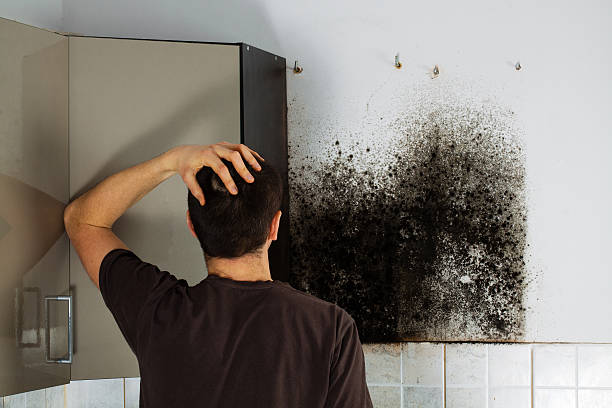 Best Mold Removal Near Me  in Monterey Park, CA