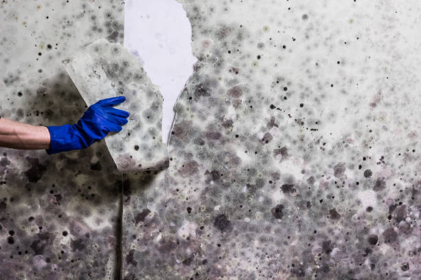 Best Mold Damage Repair  in Monterey Park, CA